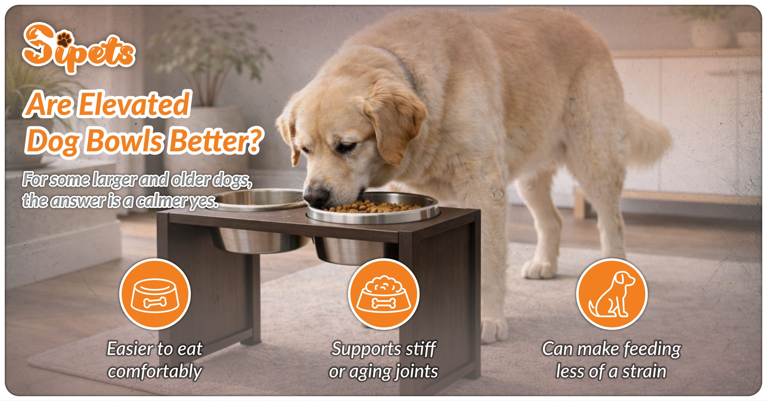 Elevated Dog Bowls Guide