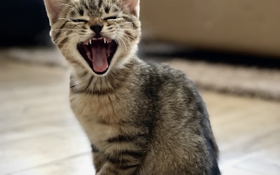 Home Cat Diet