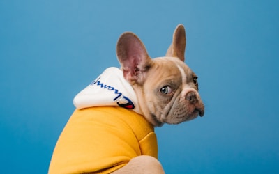 Home Puppy Training